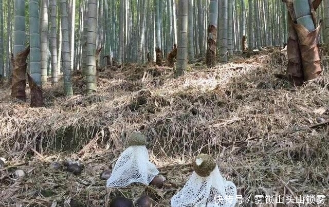  [人工种植]竹林里才有的野味，千元一斤被捧上神坛，却没多少农
