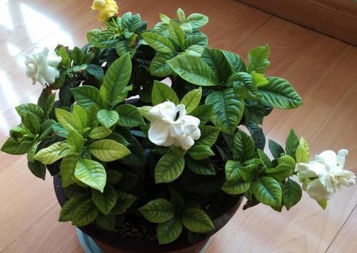  栀子花■栀子花的花期要来了，“催花水”准备好，浇一点花苞鼓出来