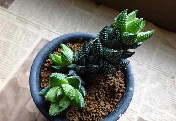  [奇异]新手养花，不如养观赏精品：九轮塔，白色纹理，品种奇异