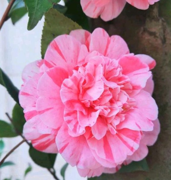  『花开花』茶花开花少？给它喂上这“2种”豆肥，长势好、开花多个不停