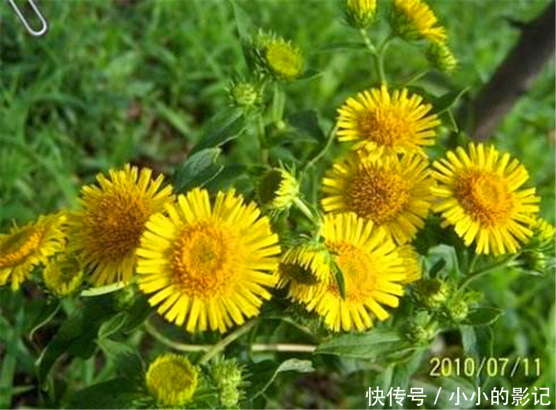 农村人把它当野菊花，却不知其珍贵，止咳良药，晒干120一斤