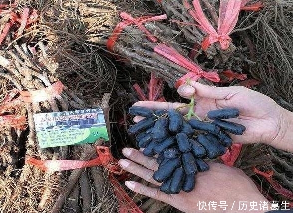  全家■此树冻不死，插土就活，庭院种3棵，来年结果200斤全家吃