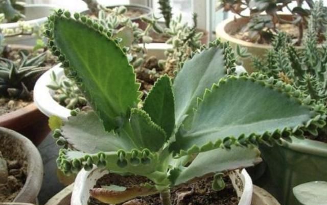 「种植物」河边的“1种野草”,被称为“不死鸟”,挖1棵养,繁殖10棵,值