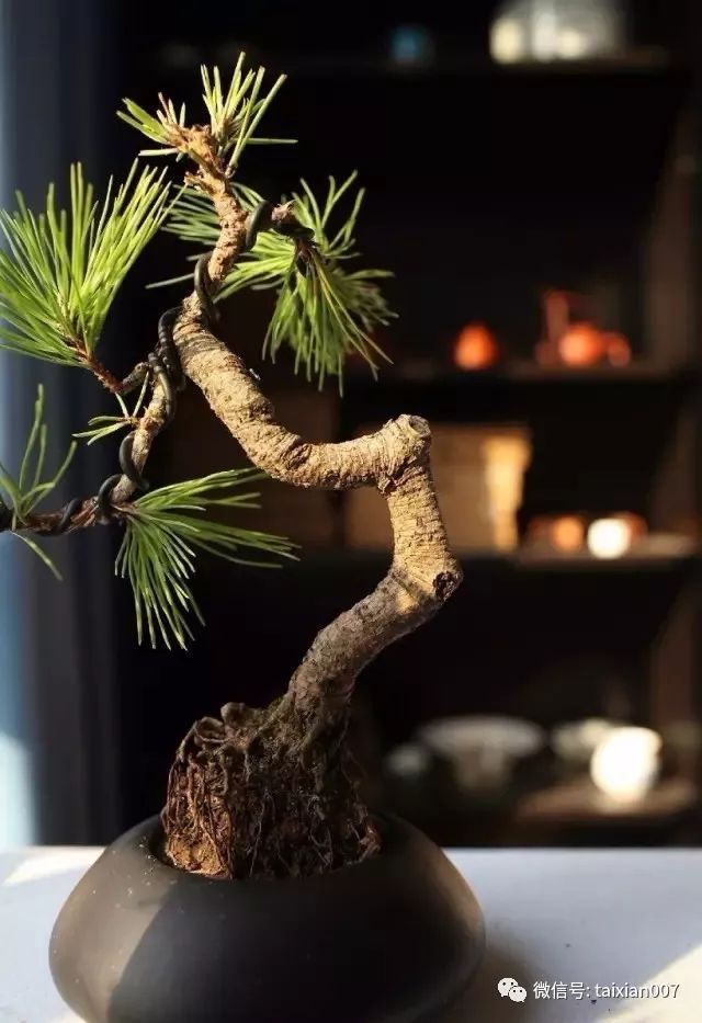微盆景:把玩古朴的雅趣