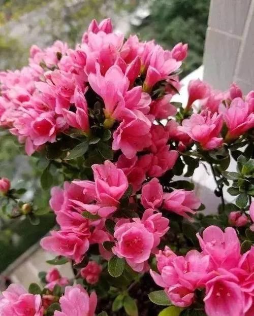 土壤的PH■杜鹃为什么不开花?教你一个小窍门,喂点“白醋”,红花开不停