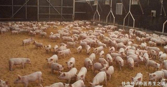  大国|为什么美国是养猪第一大国,看看美国养猪场的猪粪你就懂了