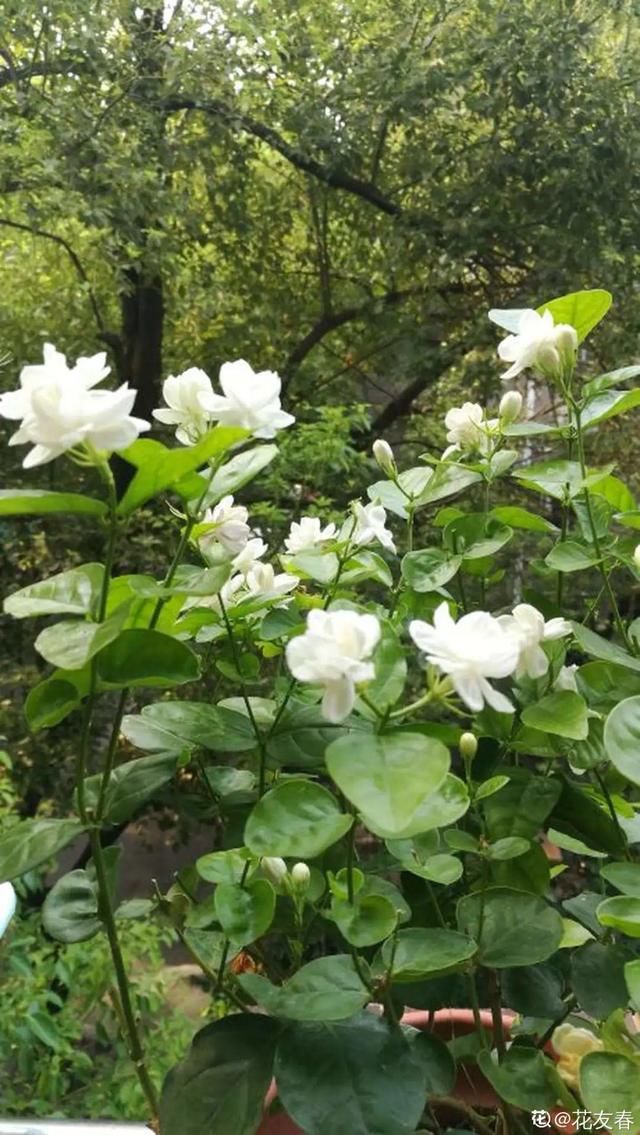  春天：20种春天爆盆花，阳台养一盆，天一暖和就开爆！