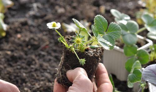  『草莓』要想在家种植盆栽草莓，只需要掌握这几种方法，即可种出优质草莓