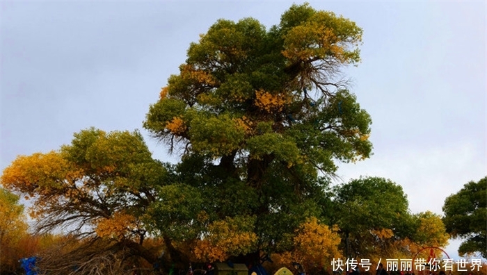额济纳最牛的树，胡杨林的标志和形象，秋天叶子特别漂亮