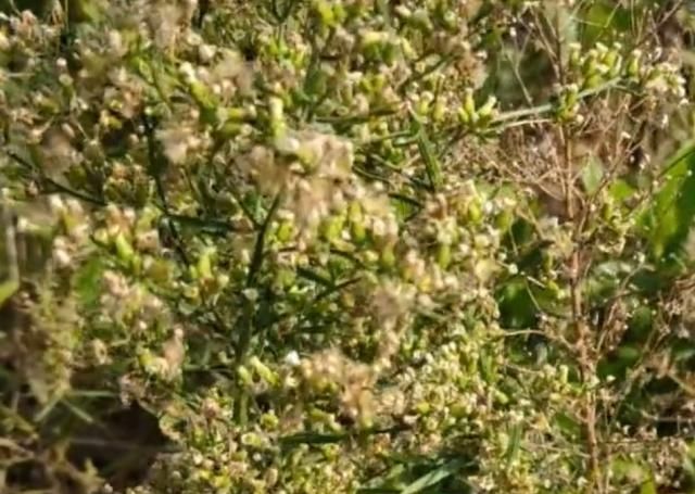  [小看]这种小蓬草在农村随处可见，千万别小看它的价值用途！你