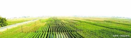 广西一个县是壮族的发祥地 也是中国第一个芒果之乡