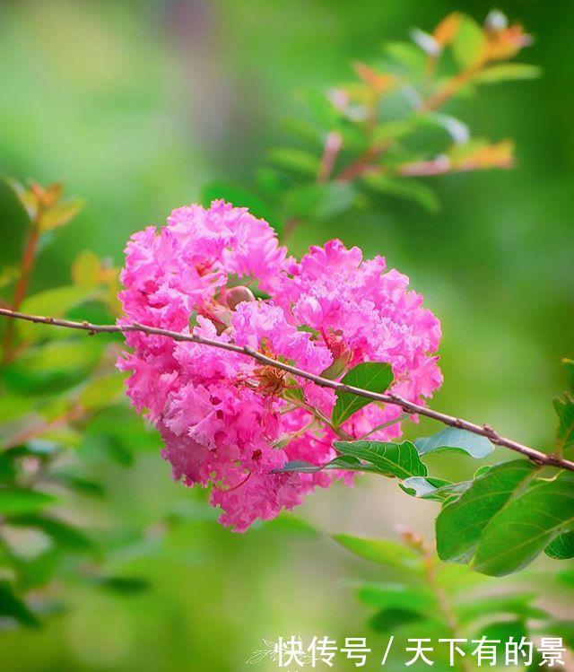  『紫薇花』这树“没皮”，它的花却开得轰轰烈烈，长达百日红