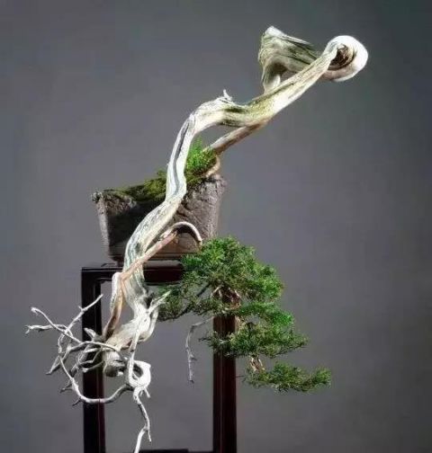 一组悬崖盆景佳作欣赏 可上九天揽月 可下五洋捉鳖