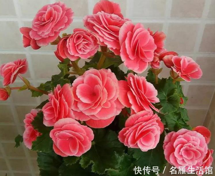  【就可以】4种花“随手”掐根枝，插土里就活，7天生根，立夏花开爆满盆！