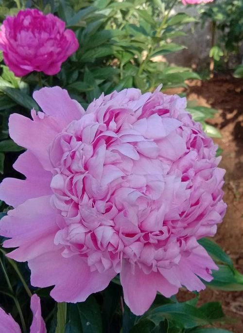  #解决#芍药常见4种病害，及其具体表现，解决病害小妙招，值得学学