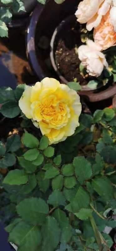  「添彩」月季花展为五一添彩！14个公园摆花坛，两大展区在这里