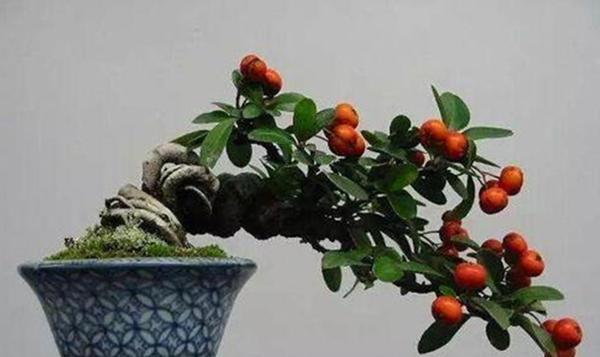  时间■这3种盆景养到就是赚到，时间久了价值高，随便一盆开花结果