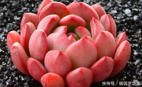  一大|她家红宝石长出一大盆，叶子红艳胖乎乎，邻居看了都羡慕