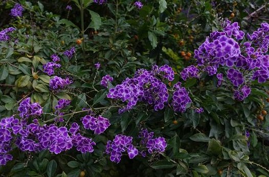  #花形#家养此款木本花卉，花形别致，开花一簇一簇，阳台呼呼爆成百花园
