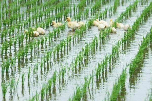  「模式」被称为养殖新模式的稻田养鱼，推广多地死鱼一片，因不