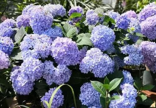 『烛光』“珍稀玫瑰”烛光,开花似美人起舞,比“菊花”美,堪称盆栽首选