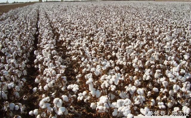 美国这招有点狠, 中国9亿农民也难接招