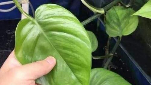  花友养@养绿萝有技巧，这“2种肥水”换着浇，叶片“手掌大”，试一试？