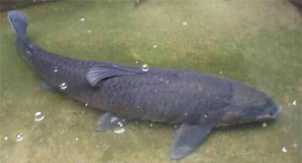  『高铁』有一口20亩的水塘、靠近高铁站，怎么才能让它的利益最大化呢？