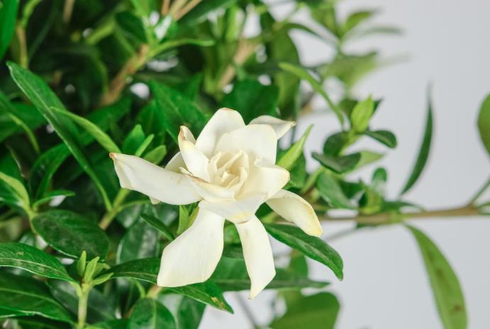  栀子花：栀子花叶子发黄、养不活，注意4个小要点，买多少活多少！