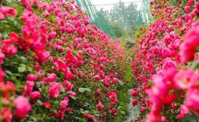  「体温检测」第四届〈花乡玫瑰〉艺术节！门票无限量免费送！
