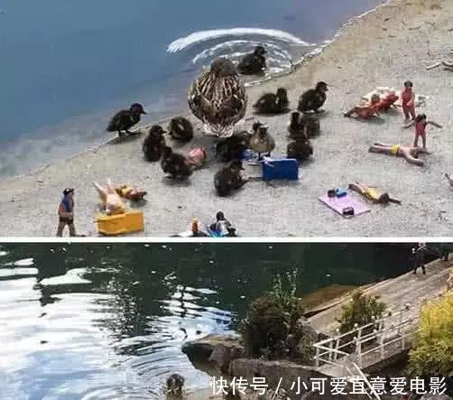 让大脑死机的错觉图:鸭子攻占人类沙滩,岩石里藏着狙击手