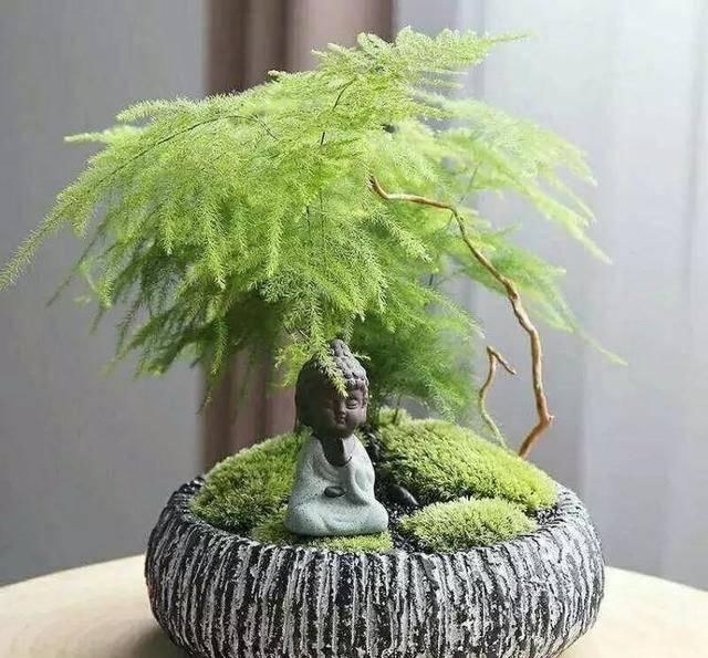  『植株生长的更加』文竹老黄叶烂根，是因为你没做好这三点