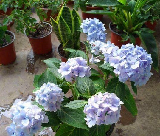  「花色」绣球花花色不艳丽，开花还很少，那应该是“4个地方”出问题了