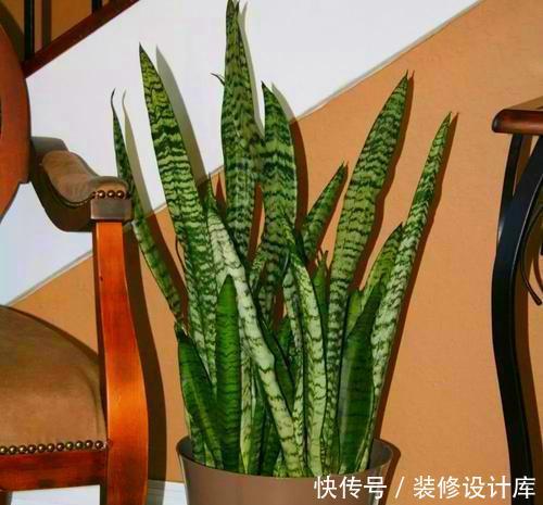 #虎皮#绣球扦插、虎皮兰分株,这两件事开春必做,再磨叽就晚了