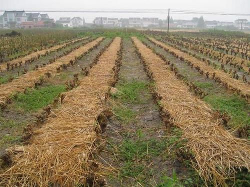  【秸秆】9月起！农村这2种行为将会被严查！一旦发现，严惩不贷