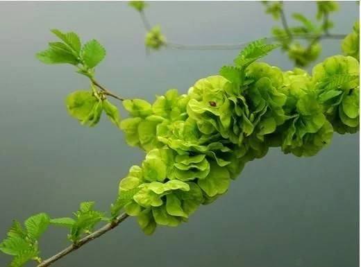 重庆人都知道,3月吃折耳根是对春天最起码的尊重