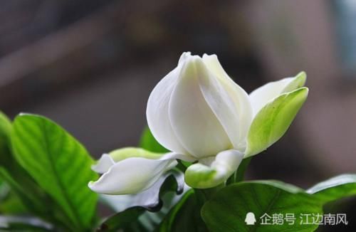  『营养』栀子花是个“小酒鬼”，生长旺盛期给它喝几口，枝繁叶茂花苞多！