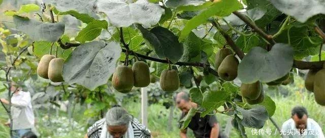  【大棚】拆了大棚，吃不起蔬菜；拆了猪圈，吃不起肉；禁养，买