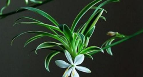 5种你难以拒绝的花草，好养还能净化室内空气，懒人都适合养