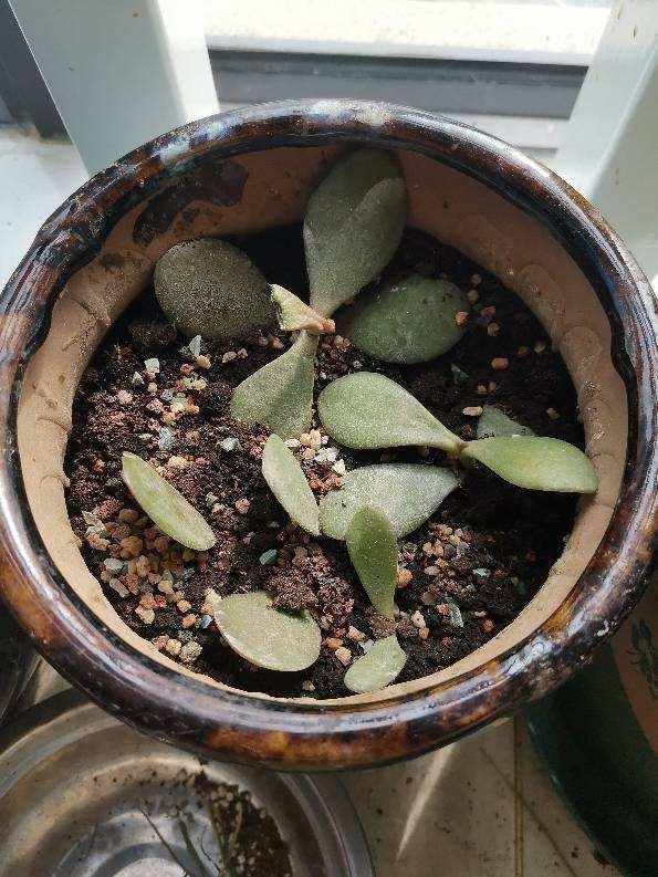  改善土壤■土里加两滴它，碱性变酸性，花儿都肥壮