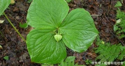  【生长周期】以前农村的一种野草，一生只结一个果实，现在很少