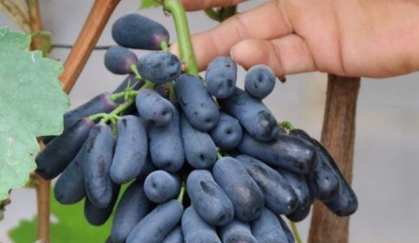 80元一斤，插土就能活，农民：被套路了