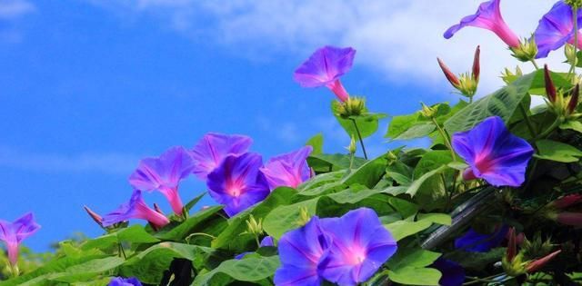  『家里』5种花别种，种完家里就变花海，美极了！