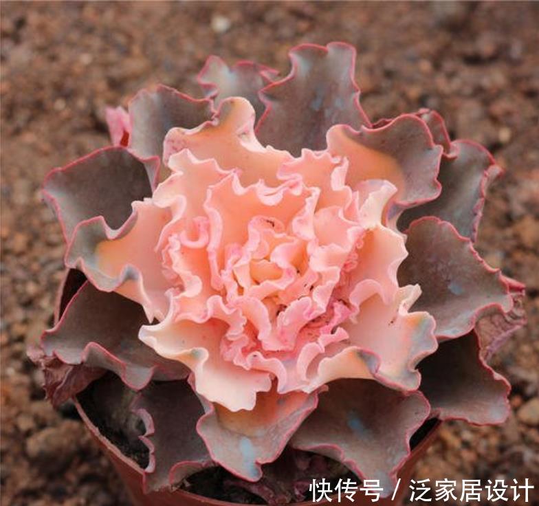 【养花】新手养花,不如养观赏精品:高砂之翁,钟形花朵,颜色多变