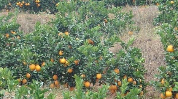  「参考」创业：农村能做什么？八大项目供您参考