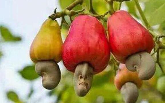 南方这种水果一年结6次，掉在地上少有人吃，到了北方一斤却卖60