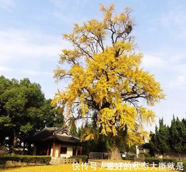 佛音袅袅,金黄满地,银杏配古刹,绝美!