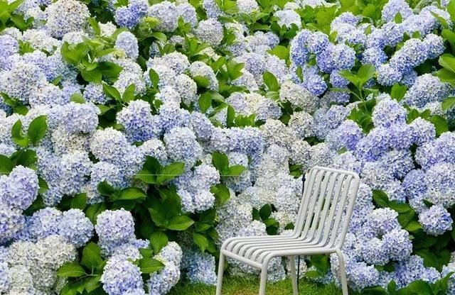  『花期』有院子,一定要养这“7种花”,花量大,花期长,好养又漂亮