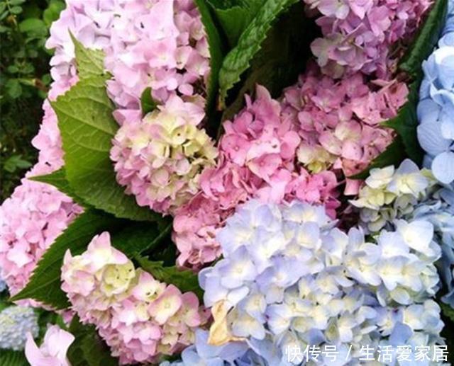 开爆|这3种花,堪称“开花机器”,学会几个“技巧”,一养就开爆盆