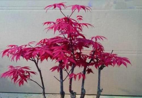  『养护』红枫盆景造型俊俏，枫叶鲜红，红枫盆景养护注意什么？